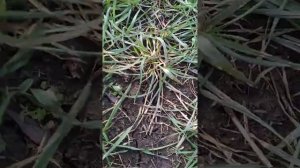 Озимая пшеница после зимовки.