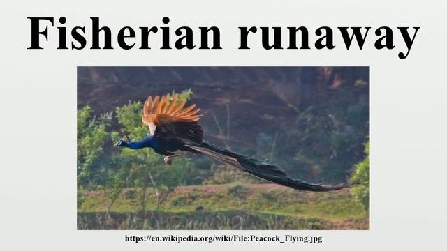 Fisherian runaway смотреть онлайн