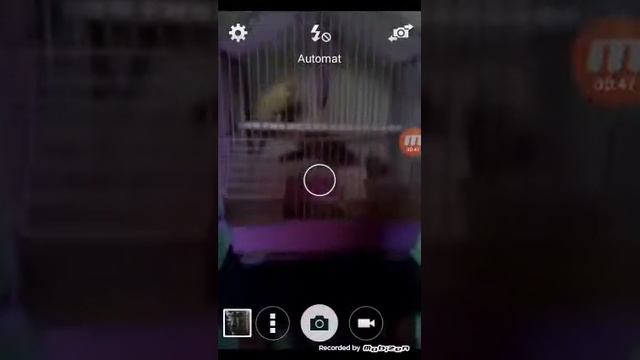 Perusi mei frumosi😄😄😄 смотреть онлайн