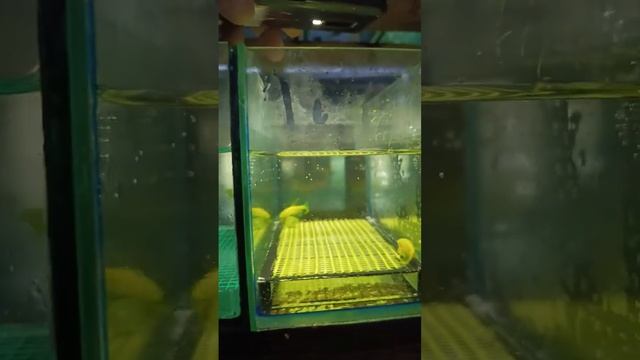 Данио на нересте... смотреть онлайн