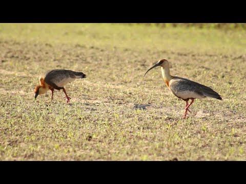 La Biodiversidad de Aves en Bolivia (La Isla del Pilcomayo) смотреть онлайн