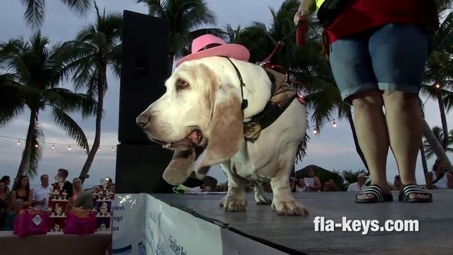 Animals, Owners Compete in 2015 Fantasy Fest Pet Masquerade in Key West смотреть онлайн