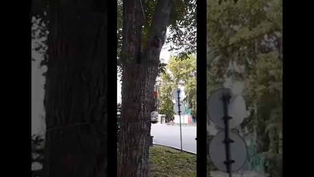 Приучаю чёрного бельчонка есть с кормушки смотреть онлайн