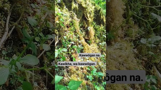 Abenaki Language. How to say sleep medicine. Valerian plant #abenaki #ethnobotany #valerian смотреть онлайн