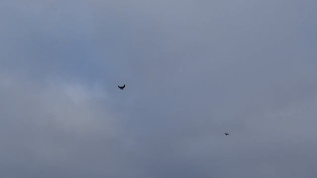 голуби 25.11.21г. смотреть онлайн