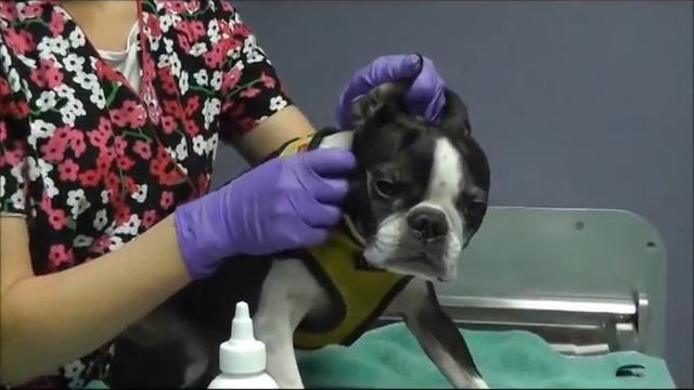 Otiderm Ear Cleanser for Dogs & Cats: Keeping your pet's ears clean and healthy смотреть онлайн