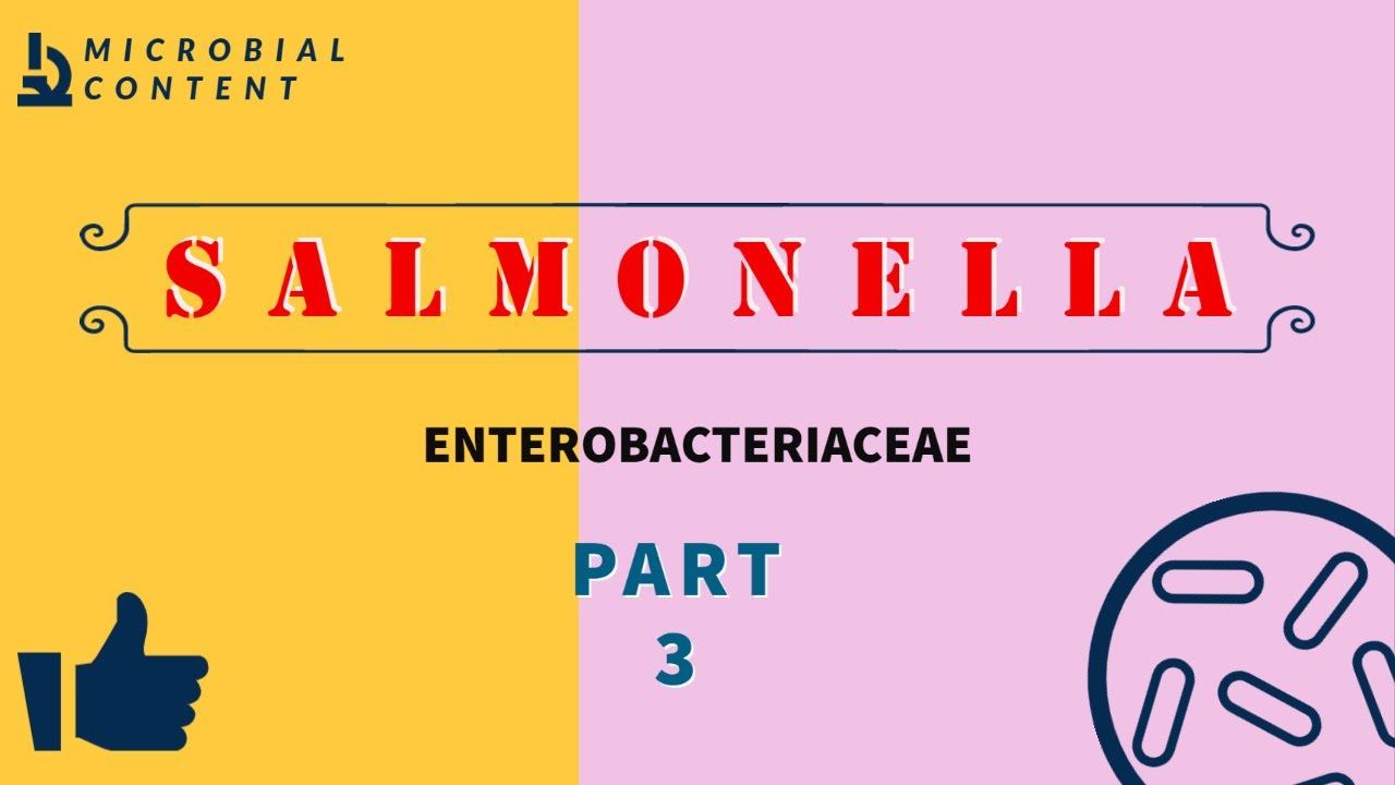 SALMONELLA PART 3 | MICROBIOLOGY смотреть онлайн