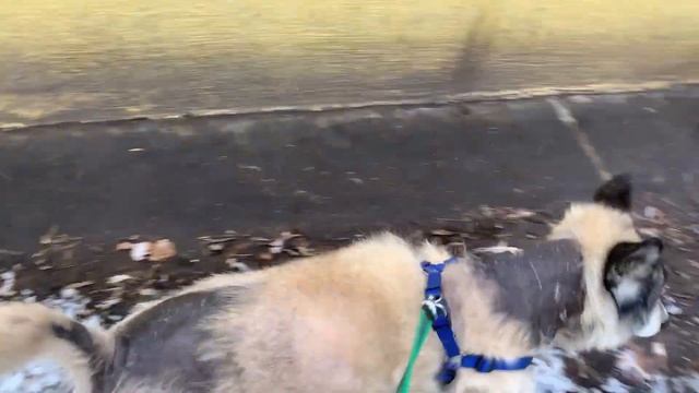Метастазы в легких не обнаружены у Пуха. Ура! !Да здравствует новая жизнь!!! Продолжение следует... смотреть онлайн
