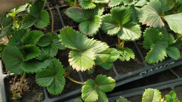 Кассетная рассада. смотреть онлайн