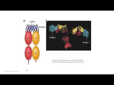 Antigen and antigen-recognition molecules (part 1) смотреть онлайн