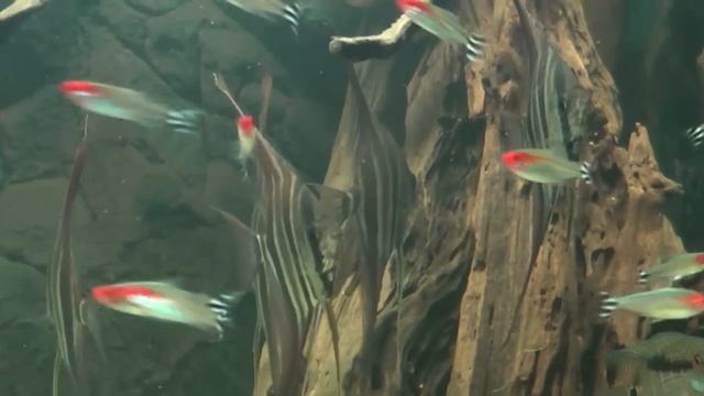 Pterophyllum Altum "Río Orinoco" смотреть онлайн