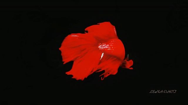 Schiller 💕 I Feel You