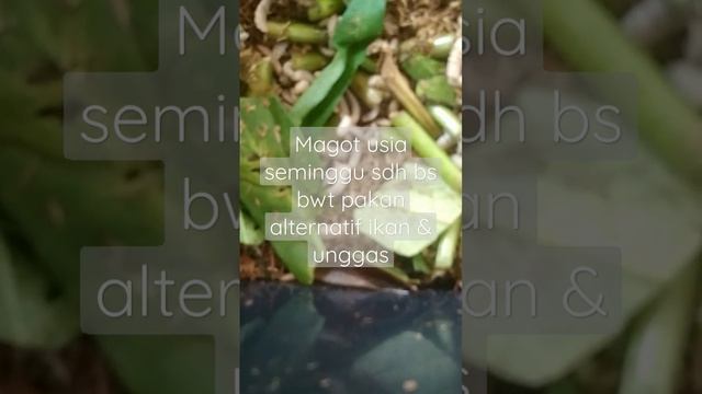 magot sebagai pakan alternatif tinggi protein смотреть онлайн