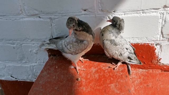 #PIGEONS. Обзор бакинских бойных голубят смотреть онлайн