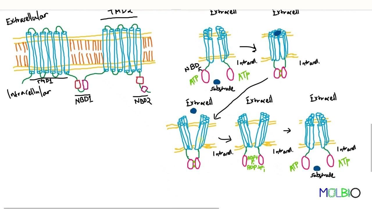 Cell surface #8 | ABC Transporter (ABC superfamily) смотреть онлайн