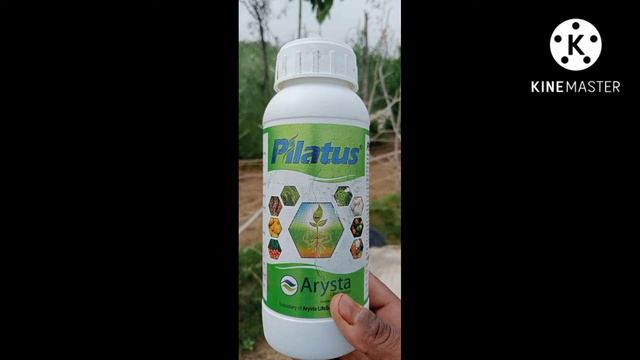 black thrips control sugarcane electron upl systemic insecticide fungicide @farmingadviseshivam229 смотреть онлайн