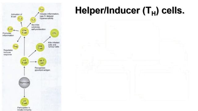 TYPES OF T CELLS смотреть онлайн