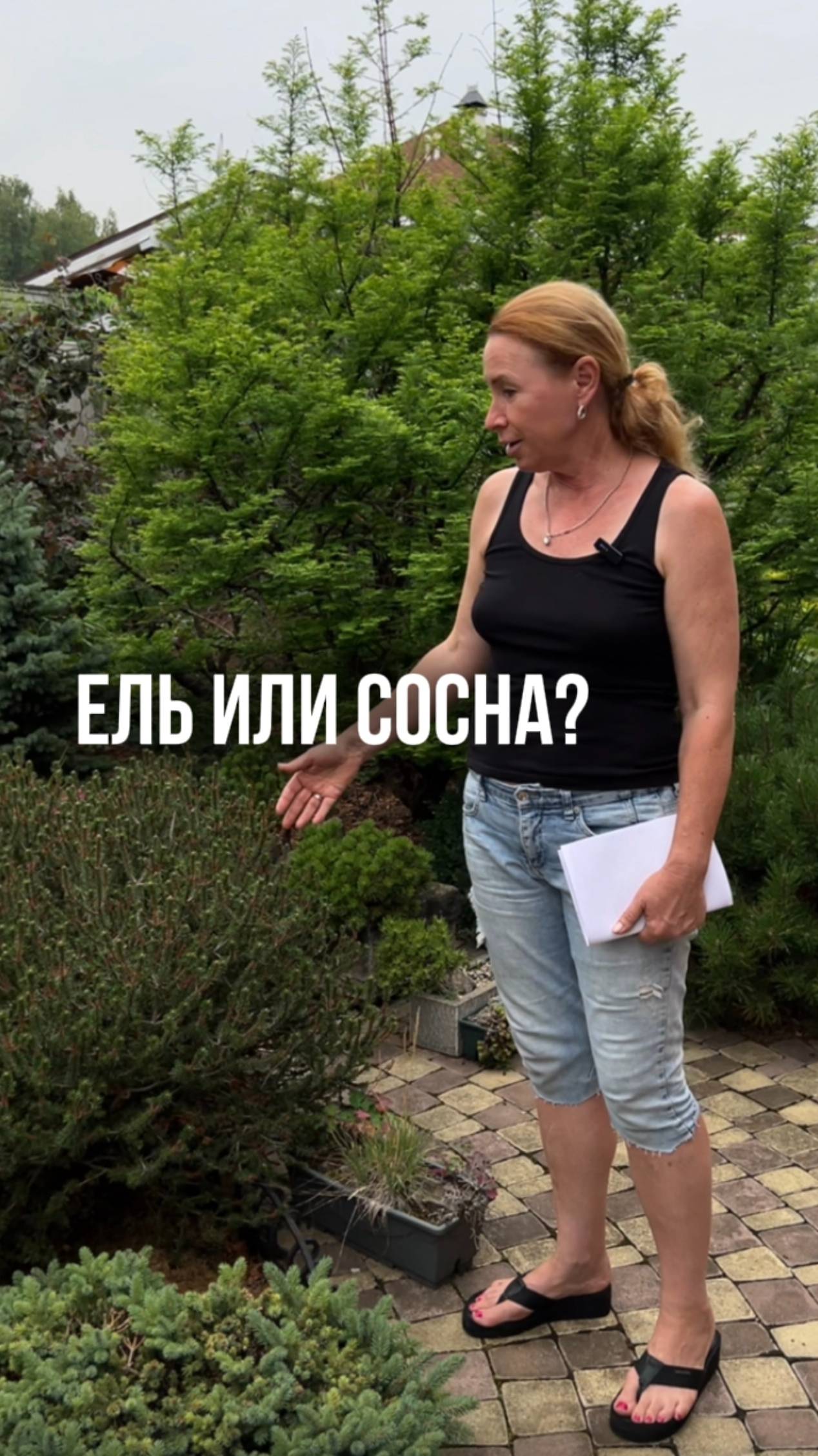 Ель или сосна? смотреть онлайн