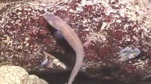 © Рыбы Чёрного моря  Ошибень Ophidion rochei    Cuskeel