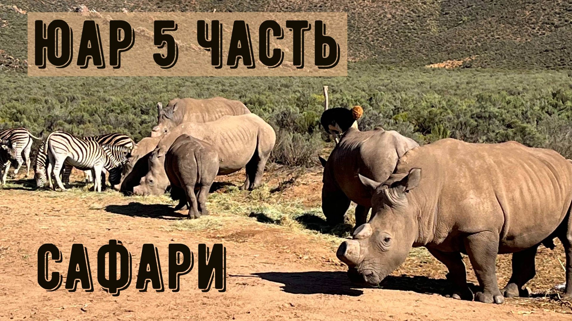 Южная Африка. 5 часть. Сафари.