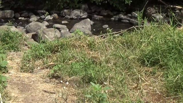 Ручей Заки. Водная тропа. Озеро. смотреть онлайн