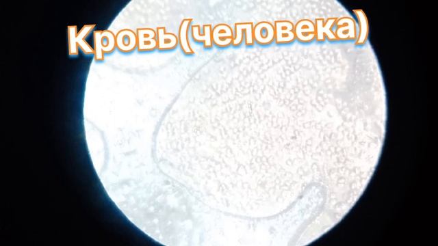 Предметы под микроскопом 3 смотреть онлайн