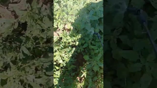 Herbicida ecológico casero. No daña a los cultivos.👨🌾☘️ смотреть онлайн