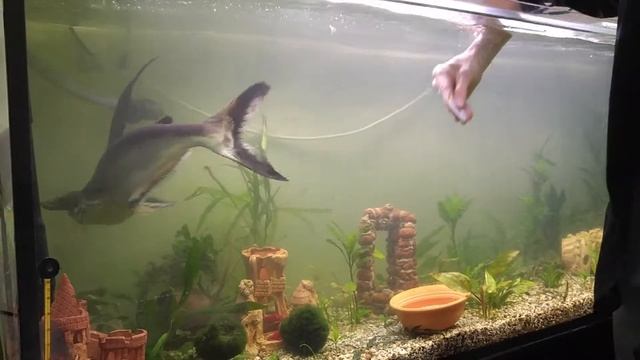 Чистка скла акваріума акулячого сома Френкі смотреть онлайн