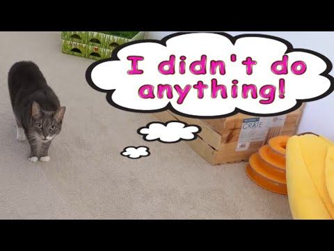 How I got my cats to stop fighting смотреть онлайн