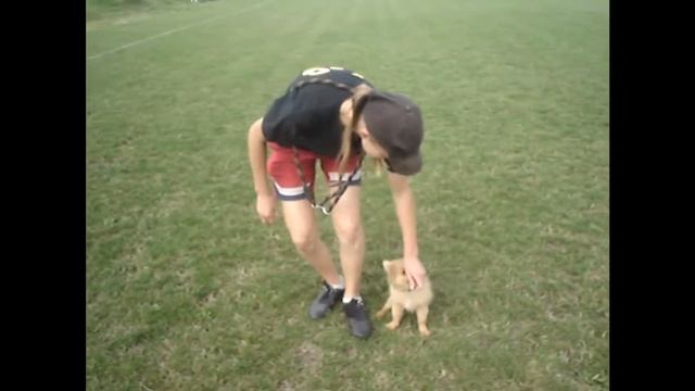 Max (Sport-Dog) obedience смотреть онлайн