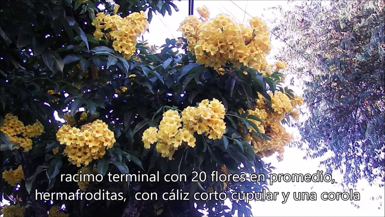 Vivoteca 6 Chicalá Tecoma stans смотреть онлайн