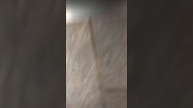 Що люблять їсти чилійські білки смотреть онлайн