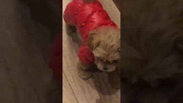 Пограничный пёс#dog смотреть онлайн