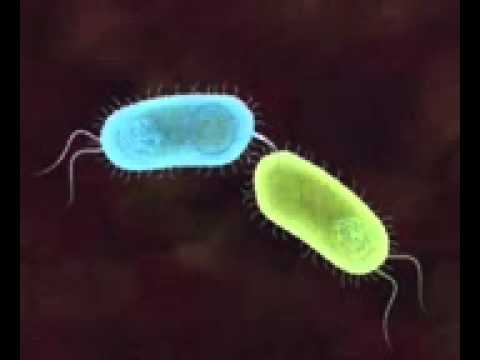 Bacterial Conjugation video by NaveenPBenakanahalli смотреть онлайн