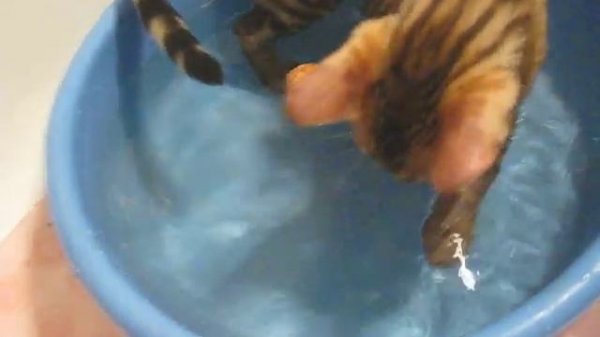 Бенгальский котёнок играет с водой.
