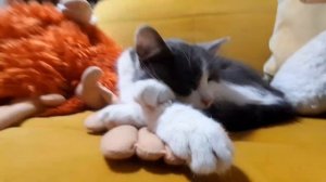 мой кот