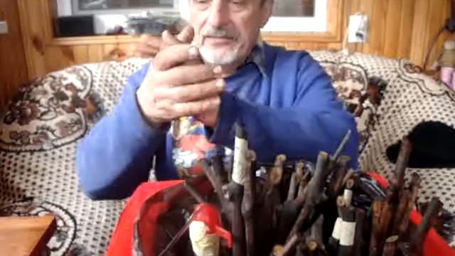 ВИНОГРАД ИЗ ЧУБУКОВ - КАК ПРОРАСТИТЬ ЧУБУКИ ВИНОГРАДА В КИЛЬЧЕВАТОРЕ смотреть онлайн