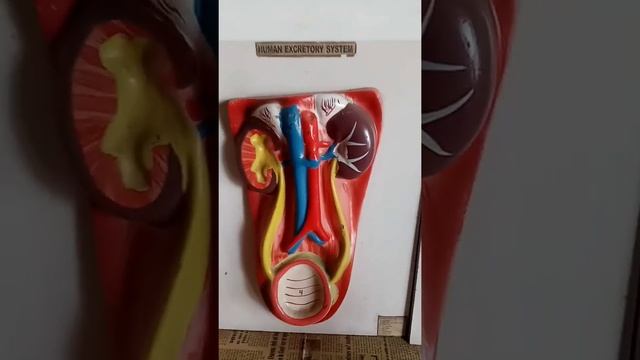 #nursingvilla#anatomy#urinarysystem Excretory or urinary system 2D images смотреть онлайн