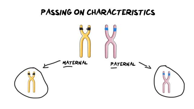 EASY TO UNDERSTAND | INTRO TO GENETICS