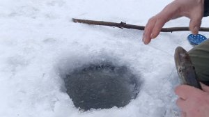 Тычки.Проверка.1.12.24г.