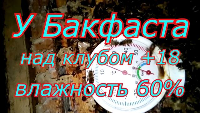 25 февраля сравнение Бакфаста и Карники во время зимовки в зимовнике. Beekeeping. . смотреть онлайн