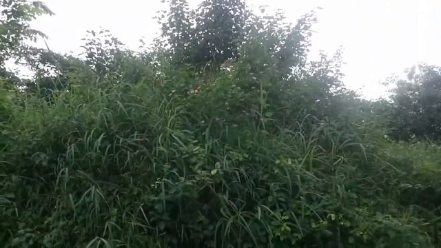 Explor bahan bonsai tanaman hias Lantana di alam liar смотреть онлайн