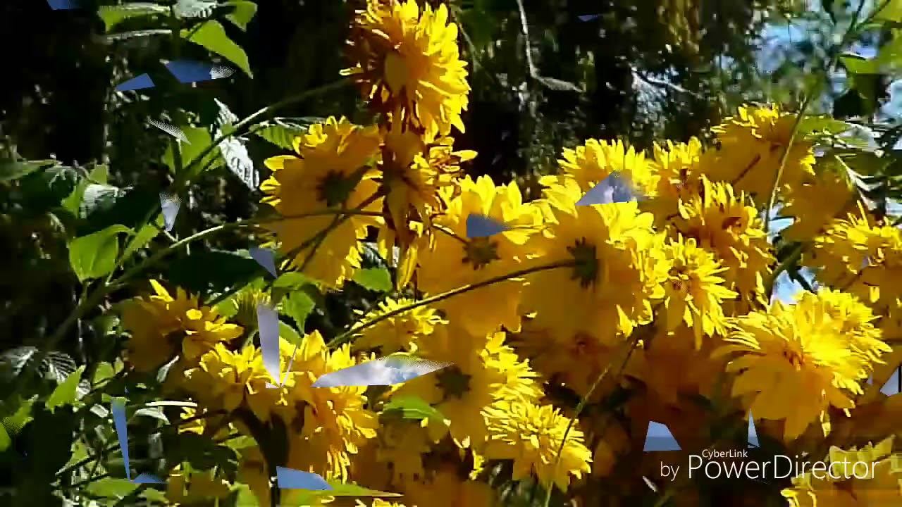 Видео клип "Россия". смотреть онлайн