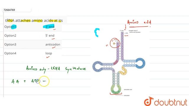 tRNA attaches amino acids at its смотреть онлайн