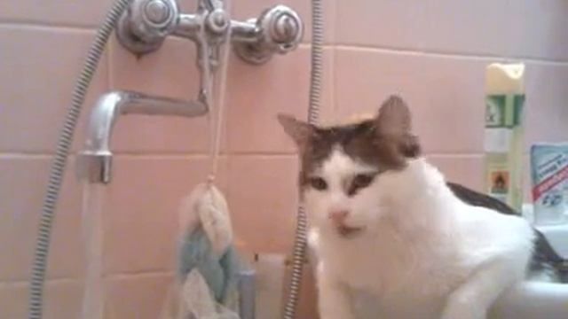 Ваша кошка пьёт воду из-под крана? смотреть онлайн