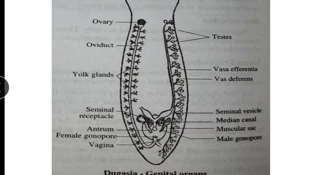 Dugesia(Reproductive system) смотреть онлайн