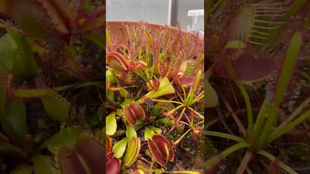 DIONEA MUSCIPULA EAT FLYS смотреть онлайн