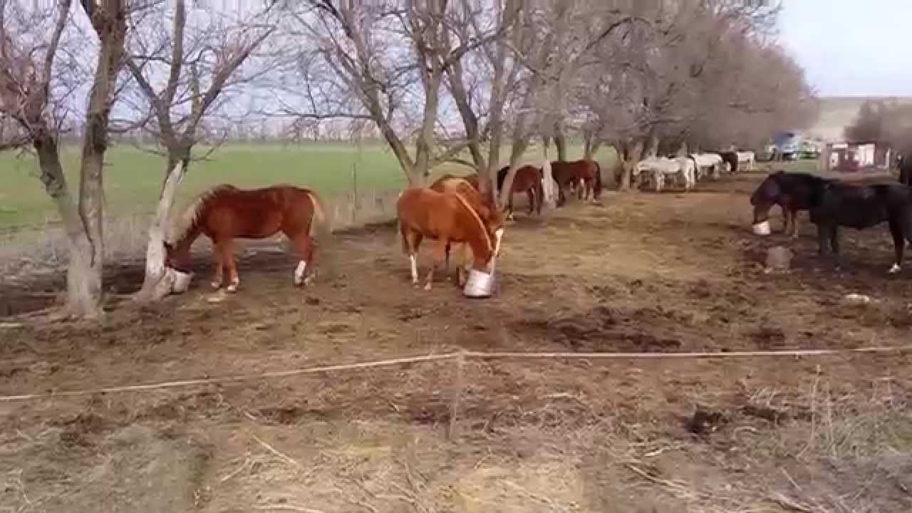 Кони бегут обедать смотреть онлайн