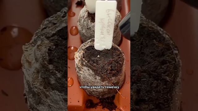 Сеем эустому: как получить всходы и не сойти с ума от ожидания✔️ смотреть онлайн