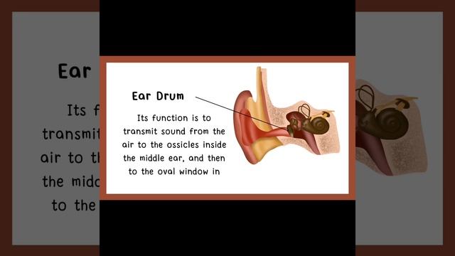 Human Ear👂/Structure/Functions#science#biology #ears#vlog#viral#learning #function#video#youtuber смотреть онлайн